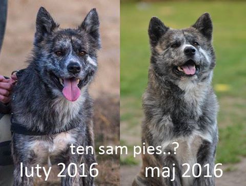 aki kihozta a bélparazitákat